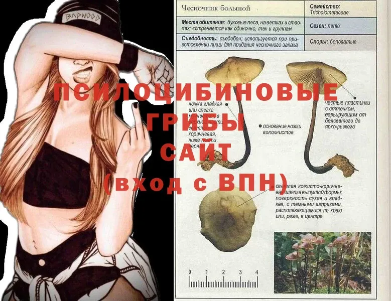 Галлюциногенные грибы Cubensis  Кизилюрт 